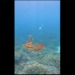 species of octopus smaller than a baby 10 000 times but extremely aggressive 118357