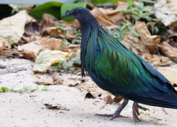 species of rare appearance in con dao national park 123992