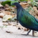 species of rare appearance in con dao national park 123992