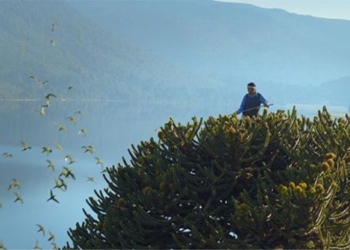 species of tree existing in the jura period at risk of extinction 122583