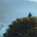 species of tree existing in the jura period at risk of extinction 122583