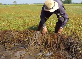 spending their energy to turn water into the men who have their harvest day 118287