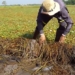 spending their energy to turn water into the men who have their harvest day 118287