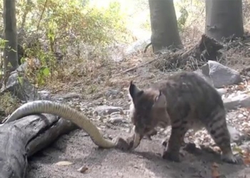 spirit mouse to fight snake under bell and the ending unexpectedly 121482