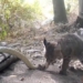 spirit mouse to fight snake under bell and the ending unexpectedly 121482