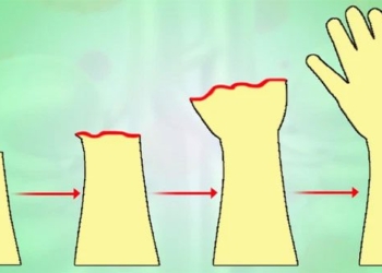 stem cell therapy combined with ultrasound can help bones grow back 119104