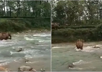 stimulating moments with mother saving child from drowning when pulled out of river 121432