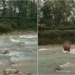 stimulating moments with mother saving child from drowning when pulled out of river 121432