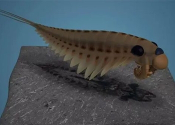 stone flower of the new species 3 faces 500 million years old kept intact in the brain 121657
