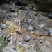 stone wall to egg in china causing scientists to be baffled 85583