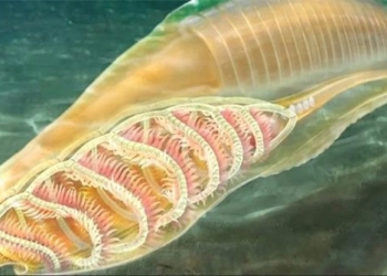 strange aquatic creature may actually be the grandfather of all living beings on the planet 121606