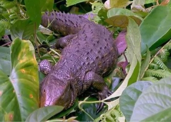 strange creatures that look like but are not crocodiles experts are also amazed 118080