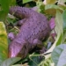strange creatures that look like but are not crocodiles experts are also amazed 118080