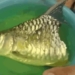 strange fish missing the guardian survived for 6 months 118107