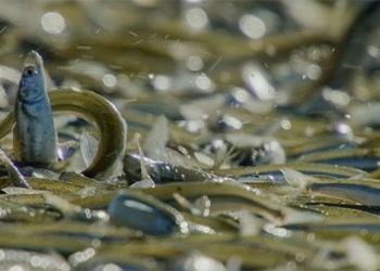 strange fish species stack on top of each other to lay eggs 123914