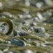 strange fish species stack on top of each other to lay eggs 123914