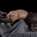 strange hot earth figurines in the tan thuy hoang grave 121138