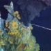 strange monster field binh duong suggests extraterrestrial organisms 121859