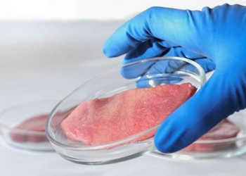 strange plant cannabis helps reduce artificial meat production waste 119867