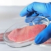 strange plant cannabis helps reduce artificial meat production waste 119867