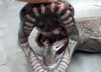 strange sea creatures with up to 300 teeth 120379