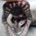 strange sea creatures with up to 300 teeth 120379