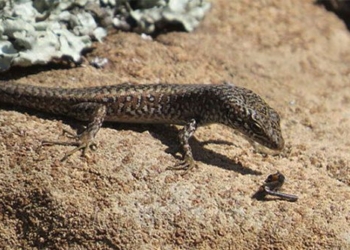 strange snake species can change gender in mothers womb 120878