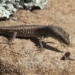 strange snake species can change gender in mothers womb 120878