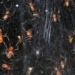 strange species of mouse declared extinct with more than 50000 cases 119249