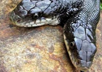 strange way experts handle 2 heads eating 120467