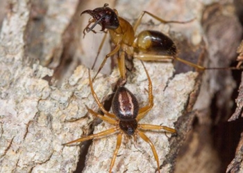 strategy to help ants eat meat twice as much 123202