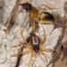 strategy to help ants eat meat twice as much 123202