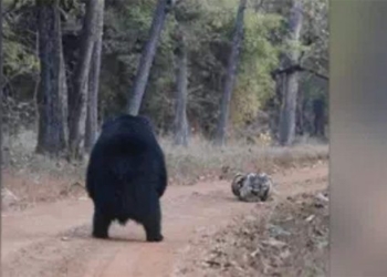 strong ho dung hugging a bear in the middle of the road what will happen next 119511