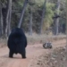 strong ho dung hugging a bear in the middle of the road what will happen next 119511