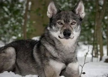 stunned by the dog with an exactly similar appearance to soi hoang hung du 118499