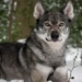 stunned by the dog with an exactly similar appearance to soi hoang hung du 118499