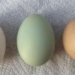 stunned by the egg yolk covered with a 1 billion ball shaped fruit 1 122297