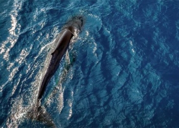 stunned by the mother and child whale sighting at the new beach in the region 122436