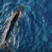 stunned by the mother and child whale sighting at the new beach in the region 122436