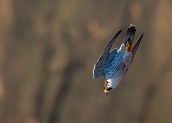 stunned by the speed of the fastest flying animal in the world 123341