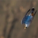 stunned by the speed of the fastest flying animal in the world 123341