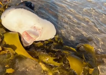 stunned by the strange sea creature that looks just like a human 119941