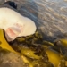 stunned by the strange sea creature that looks just like a human 119941