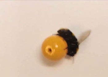 stunning experiment for teachers playing with objects 123862