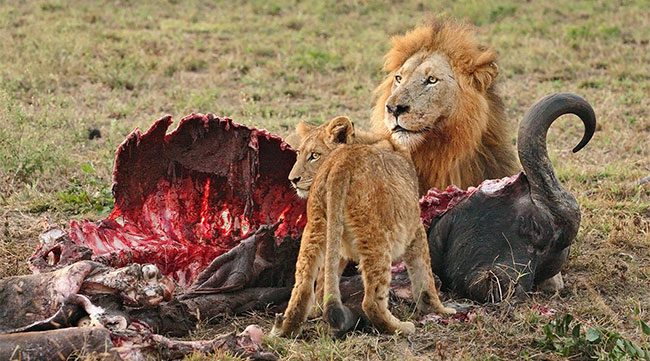 Lions are one of the top predators.