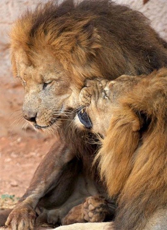 This species is also known as the Egyptian Lion.
