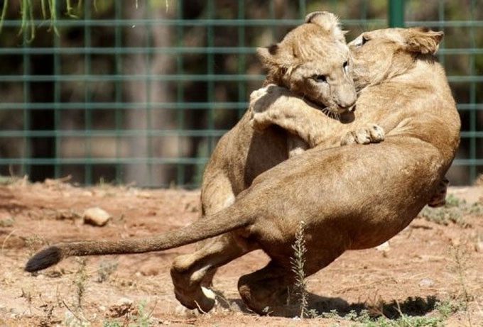 Two young Atlas lions playing at a zoo in Morocco.