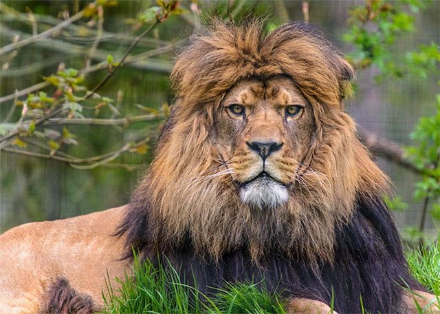 The distinctive appearance of the Atlas Lion has become a symbol of Morocco.
