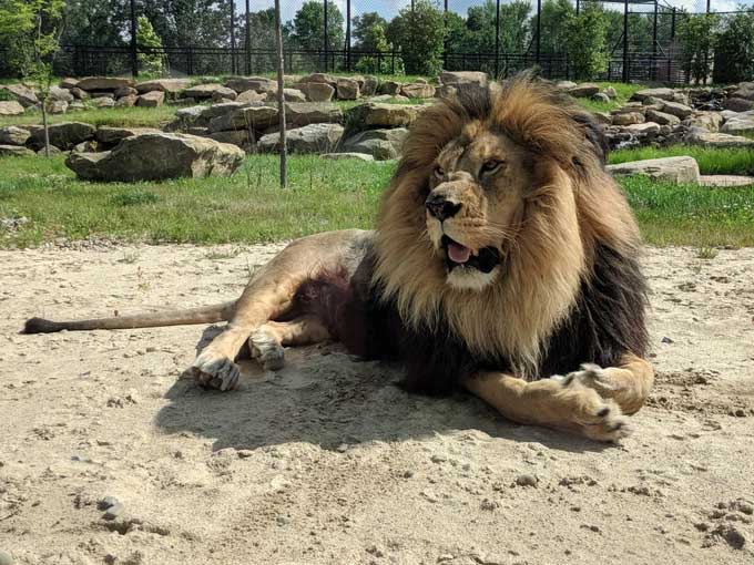 Atlas lions are muscular and have thick fur