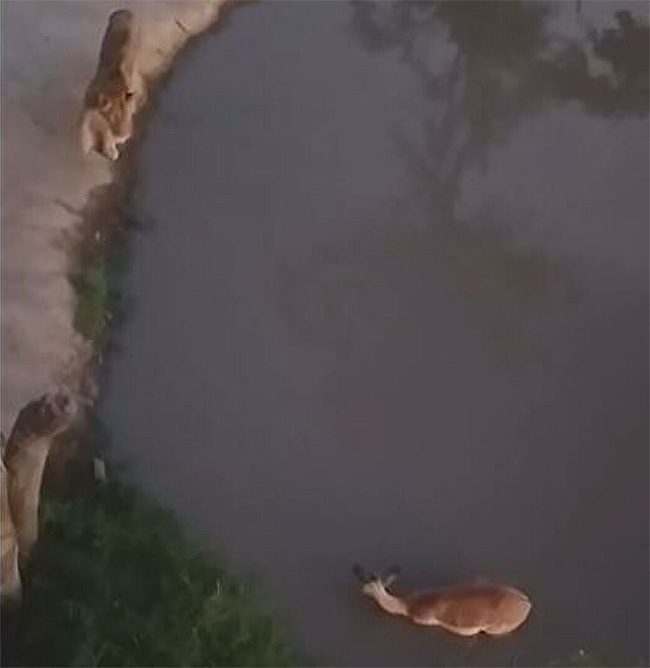 Encountering a lion is always a terrifying experience for gazelles.